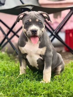 American Bully XL / XXL - 11