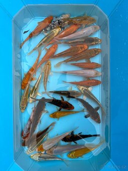 Koi kapři - 11