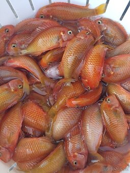 TLAMOVCI    TANGANIKA      MALAWI - 11