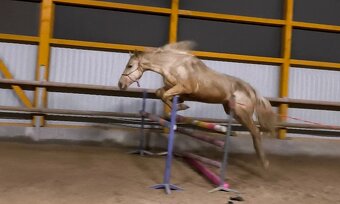 Tříletý atraktivní valach - 11