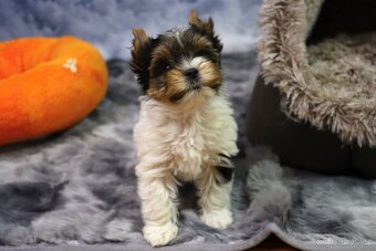 Biewer terriér jorkšírský - 11