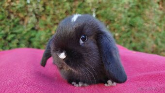 Zakrslý beránek, králíček, králík - DENIS - 11