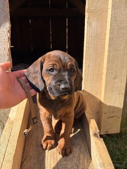 Bavorský barvář - 11