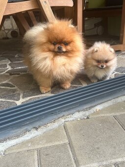 Pomeranian s pp FCI - 11
