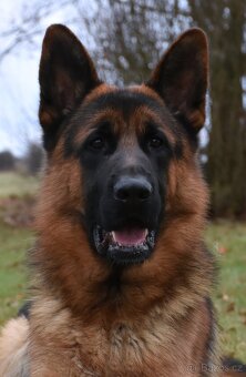 Německý Ovčák - 11