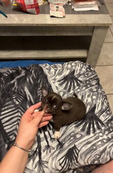 Čokoládový malinký nádherný chlapeček s PP FCI, Čivava - 11