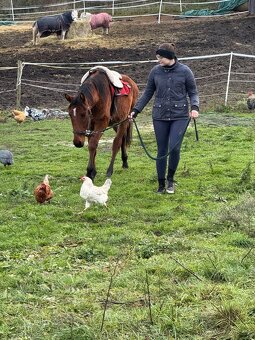 Hodný hřebeček - 11