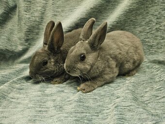 Zakrslý králíček - 11