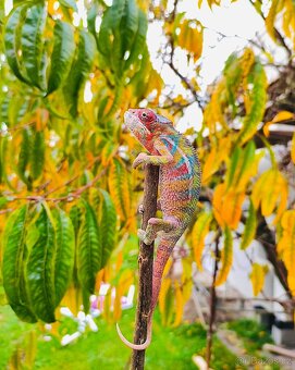 chameleon pardálí, terárium - 11