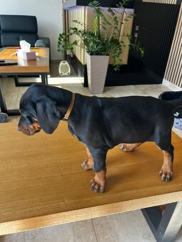 Šteňatá Doberman - 11
