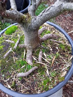 Jírovec manďal (kaštan) bonsai - 11