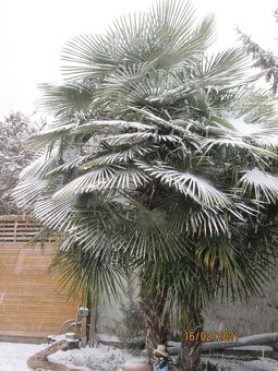 Mrazuvzdorná Palma konopná-palmičky - 11