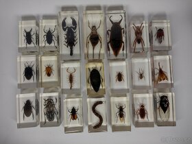 Exotický hmyz z celého světa Štír, brouk, moucha, pavouk, ko - 11