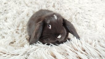 Zakrslý beránek, králíček, králík- DENIS - 11