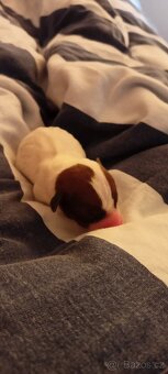 Štěňata Jack Russell teriér - 11