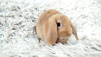 Zakrslý beránek, králíček, králík - JAYDEN - 11
