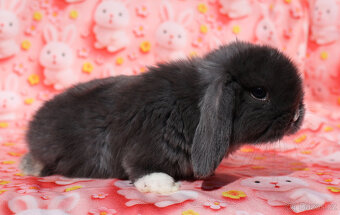 Zakrslí beránci NHD . - 11