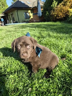 štěně labrador a hnědá fena IHNED - 11