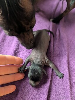 Mexický naháč mini štěňata čistokrevný pes - 11