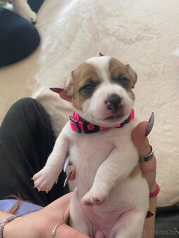 Štěnata Jack Russel Teriér - 11