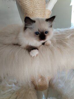 Koťátka s PP Ragdoll - 11