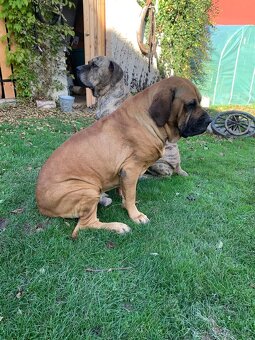 Brazilská fila - 11