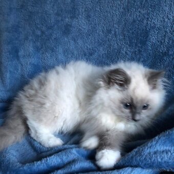 Ragdoll koťátka s PP - 11