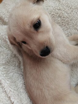 Štěňata labradora kříženci - 11