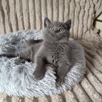 Britská koťata - 11