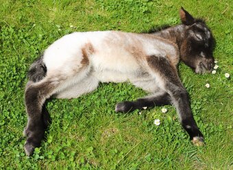 Připouštění Minihorse/minipony - 11