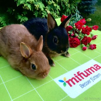 Mláďata zakrslých králíčků přímo od chovatele - 11