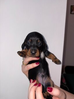 Štěňátka trpasličího jezevčíka bez pp k rezervaci✨ - 11