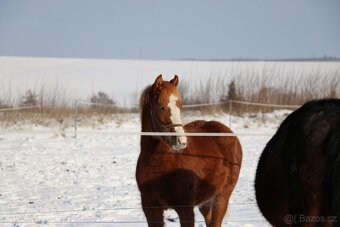 Krásná klisnička WPBR Pony B do sportu - 11