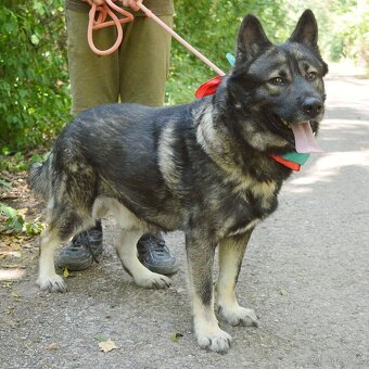 🐾 SIMBAD – energický hrdina s velkým srdcem - 11