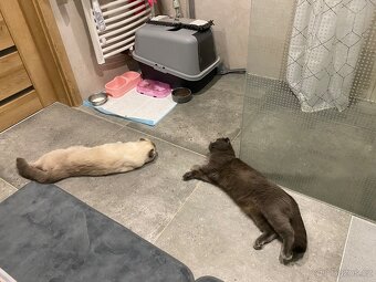 Britští koťátka - 11