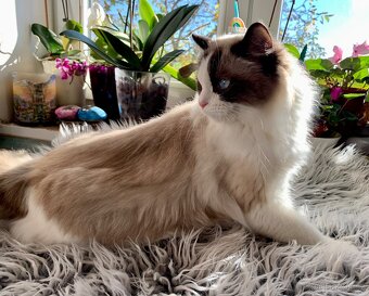 ❤️❤️Nádherná kočička Ragdoll s PP - 11