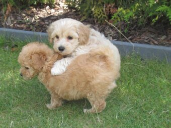 Maltipoo štěňátka - 11