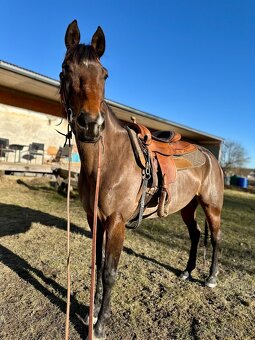 Klisna / Klusák / 7let / Prodej - 11