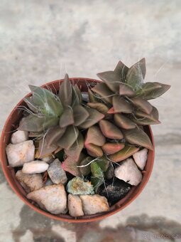 Sukulenty a kaktusy - 11