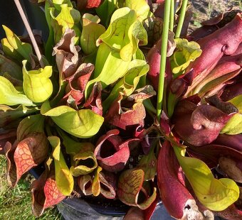 Venkovní masožravé rostliny - 11