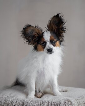 Papillon s rodokmeňom - 11