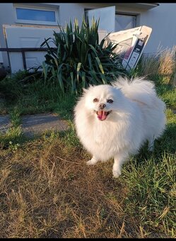 Štěňata Pomeranian s PP POSLEDNÍ 2 MAZLÍCI - 11