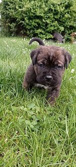 Cane Corso štěňata - 11