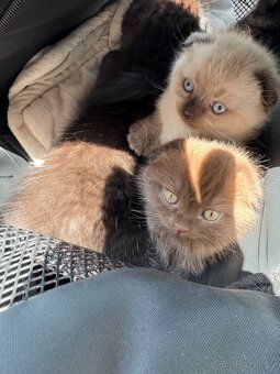 Scottish Fold - 11