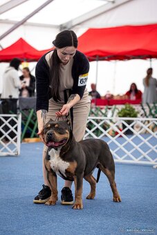 American Bully XL - Exkluzivní spojení šampionů - 11