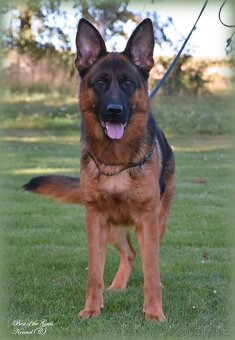 Německý Ovčák - štěňata - 11