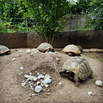 Suchozemská želva - 11