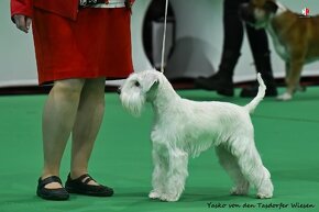 Knírač malý bílý – krycí psi a informace o štěňatech - 11
