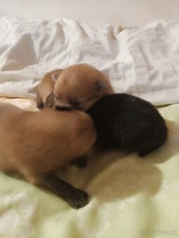 Pomeranian - 11