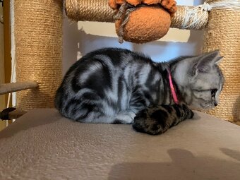 Koťátka britská Whiskas černostříbřitý mramor - 11